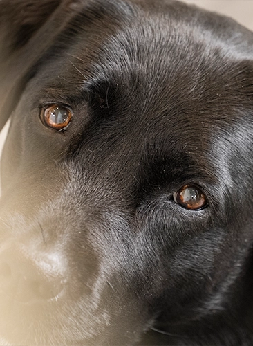 Photo de Madame Loukie TENDRON